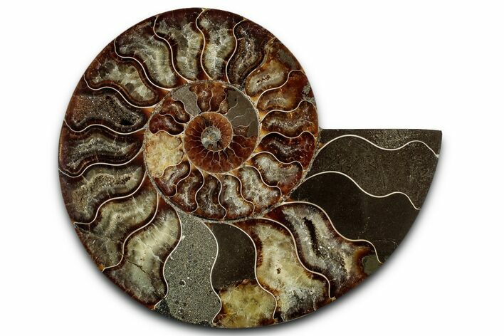 Cut & Polished Ammonite Fossil (Half) - Madagascar #359551